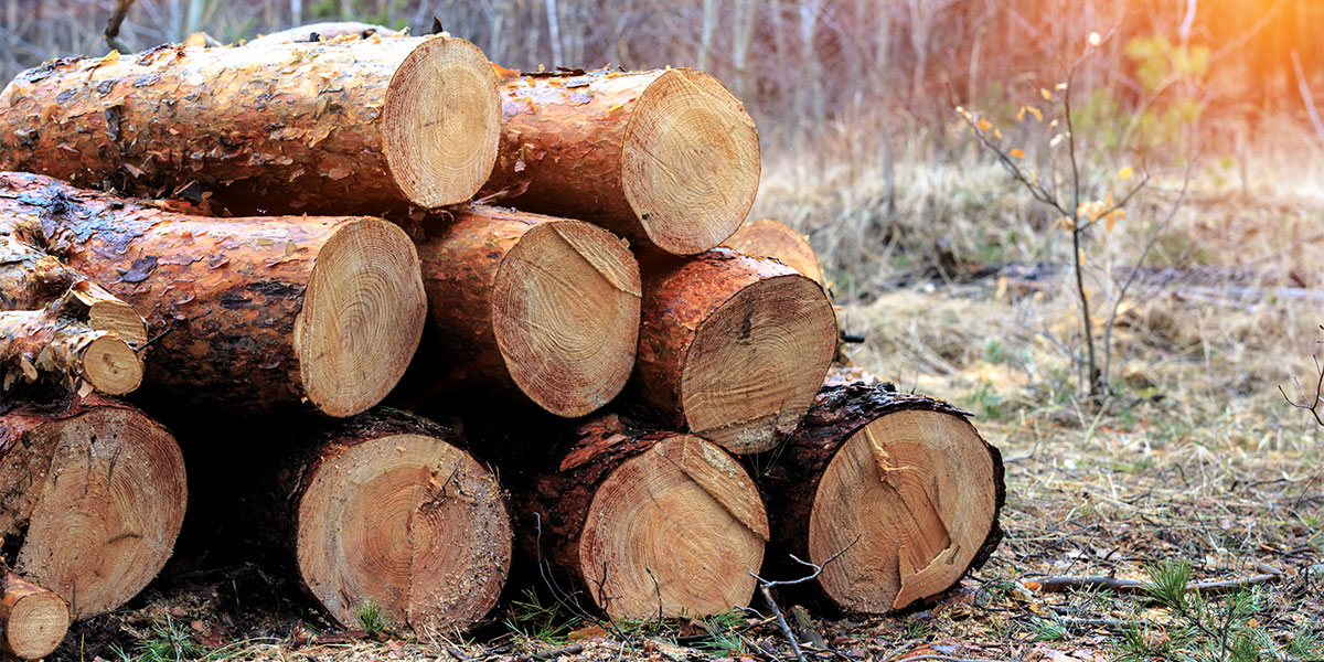 Market Category Page - Forestry